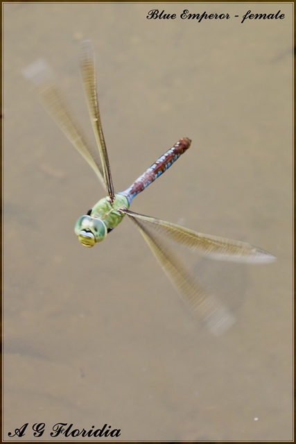 Sympetrum fonscolombii ?